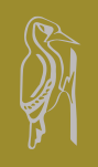 Spetisbury Construction logo with gold background